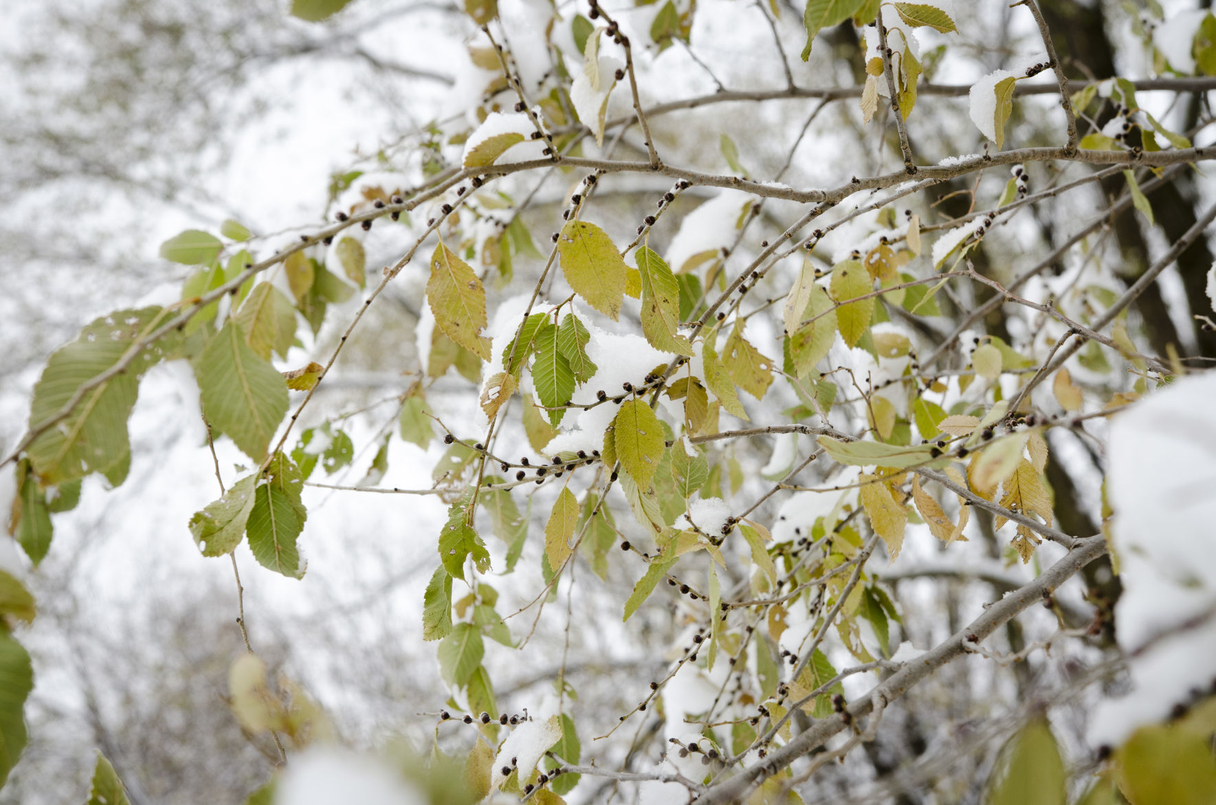 Fleurde-lis Dec. 2019 leaves with snow in background